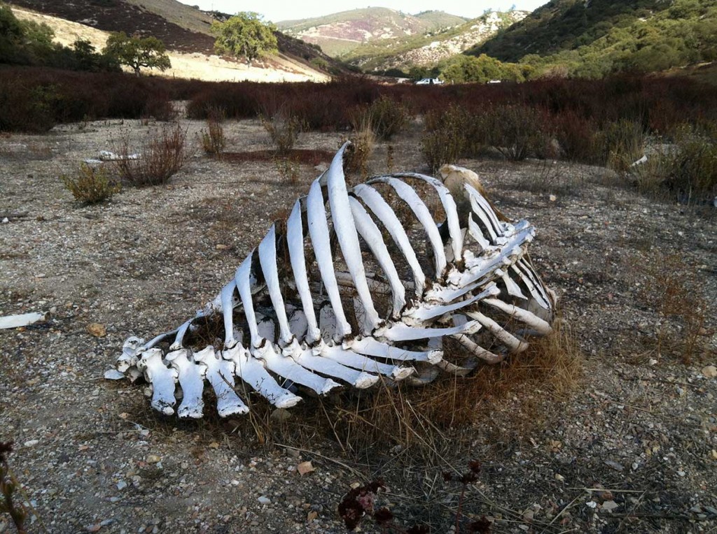 Faunal Analysis Visualizing ArchaeologyVisualizing Archaeology