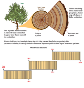 http://www.crowcanyon.org/index.php/dendrochronology