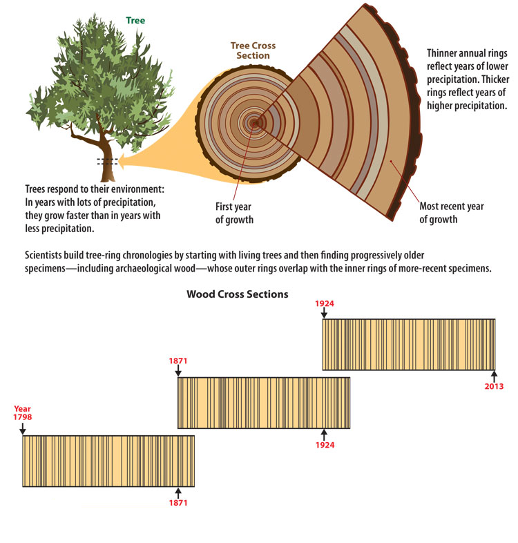 Tree Ring Floor Plan