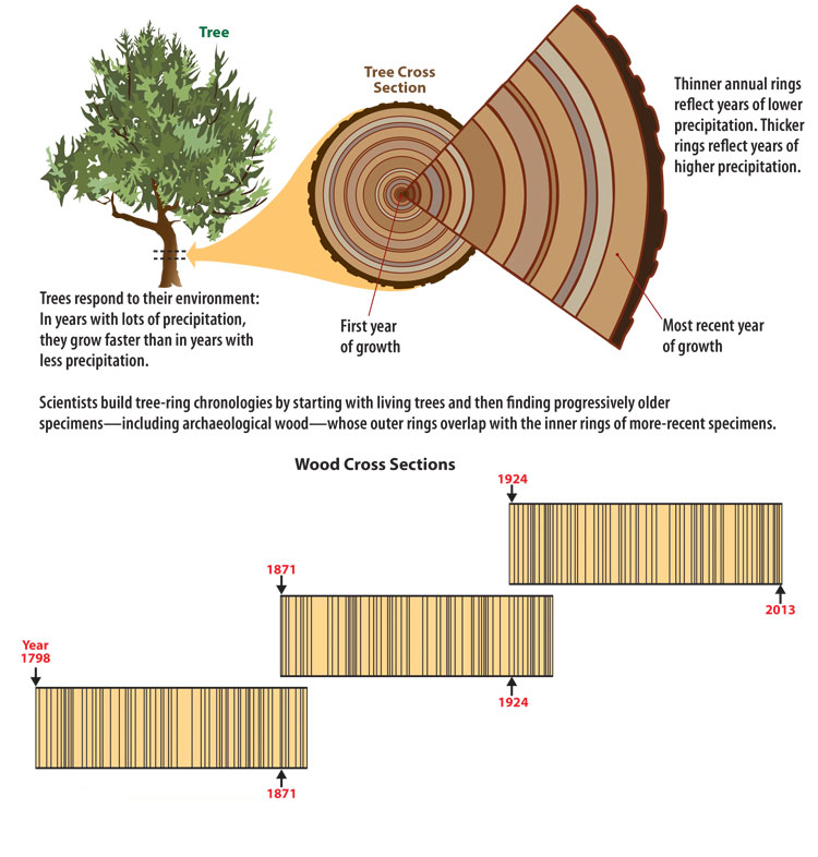 what is tree ring dating